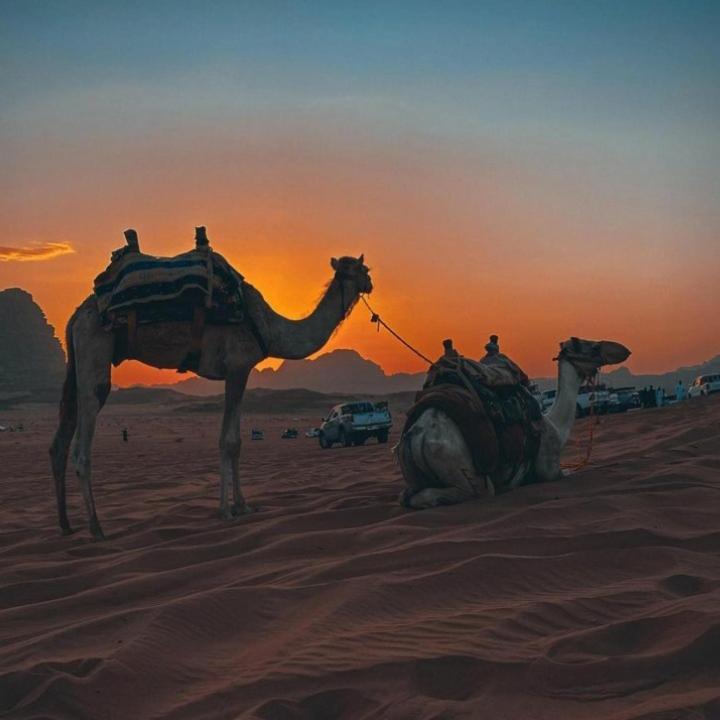 Mojo Camp, وادي رم المظهر الخارجي الصورة